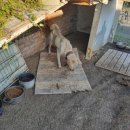 꼬리살랑 이미지