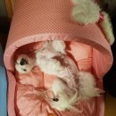 동탄하이디펫 이미지