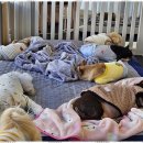 소소하개 이미지