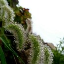 강아지풀 이미지