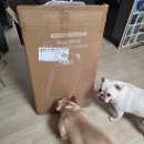 보드랑 | 유아 자석 보드 추천 놀이 학습 가능한 베네베네 실제 사용 후기