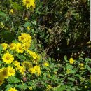 꽃차 소믈리에: 취미반 이미지