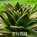 쿤타킨테 이미지