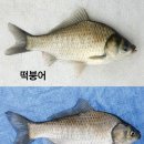 토종붕어 떡붕어 희나리 구별법 이미지