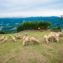 웰리힐리파크 오토캠핑장 이미지