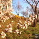 영진아파트 앞 2 이미지