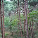 안면도자연휴양림 이미지