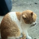 코끼리떡집 - 북구 호계로 332-2 | 코끼리떡집