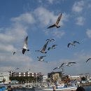 방학동물약국 | 제주 남부 서귀포 아이와 함께하는 여행지 추천 및 꿀팁