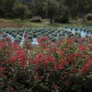 나비야놀자 이미지