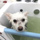 향동애견미용 이미지