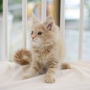 인천고양이분양 도레미캣 이미지