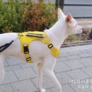 정든동물병원 | 은평구동물병원 정든동물병원, 강아지 건강검진 후기