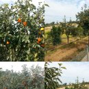 삼닭농장 이미지