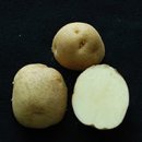 감자 심는시기 – 봄에심는 작물, 씨감자, 싹난감자 심기 재배 키우기 방법 이미지