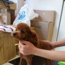 상큼하개 이미지