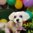 쥬쥬펫살롱 이미지