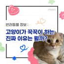 꾹꾹이 하는 고양이(kneading cats) | [반려동물정보] 고양이 꾹꾹이, 왜 하는 걸까? 집사라면 꼭 알아야 할 정보!