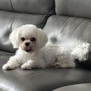 개미애견미용실 이미지