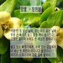 감꽃향기 이미지