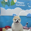 충남애견미용학원
