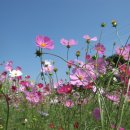 코스모스 이미지