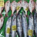 12월20일, 자연산회(참돔,삼치),파조기(100미,120미,160미),먹갈치(5미,7미~12미),2띠먹갈치,홍어,병어,문어,갑오징어, 이미지