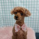 청 애견미용 이미지