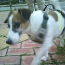 역동 403 | 알리발 장난감 디카 DC403