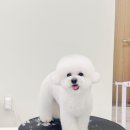 그루미재이 이미지