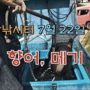 남창낚시터 7월 22일 향어,메기 방류 이미지