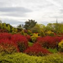 청산 단풍나무길 이미지