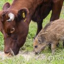 소떼농장 이미지