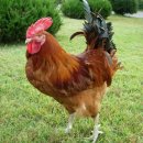 금성농장 이미지