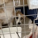 할리켄넬 이미지