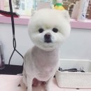 조이풀 그루밍 이미지