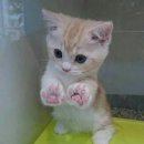 분홍