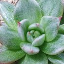 플로리스트(금) 이미지