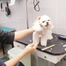 송 동물의료센터 이미지