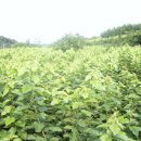 태양농장 이미지