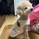 제아무스 네이버블로그