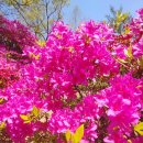 영산홍