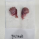 고덕 동물의료센터 | 상일동 동물병원 고덕동물의료센터 강아지 수컷 중성화수술