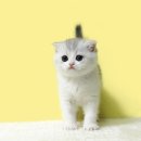 강남고양이분양 나비캣 이미지