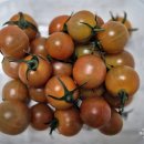 애플휴게소 | 스테비아 방울토마토 추천! 혁명 그 자체, 스윗팡팡 애플토마토 내돈내산 리얼후기(휴게소구매템)
