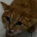 안동동물의료센터 이미지