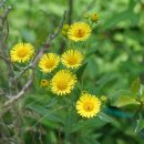 금불초 Inula britannica var. japonica (Thunb.) Franch. &amp; Sav. 변종 이미지