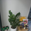 송이로1010 이미지