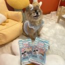 봉산동 강아지 네이버블로그