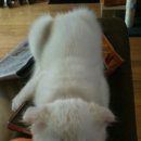 꼼꼼약국 이미지